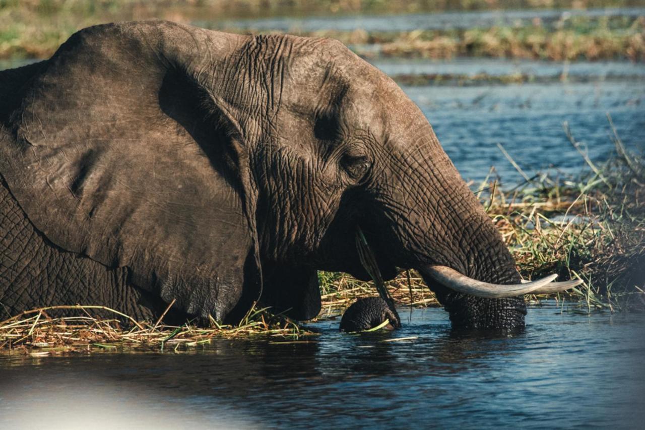 Chobe Safari Lodges Kasane Zewnętrze zdjęcie